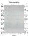 Tzomo Lecha Nafshi Lead Sheet (Belz)-Sheet music-NoteWithGrace.com